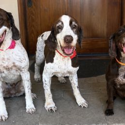 My three beautiful puppies were spoiled at the Pet SPaw today! My three beautiful puppies were spoiled at the Pet SPaw today!