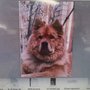 Photo of San Luis Valley Animal Welfare Society
