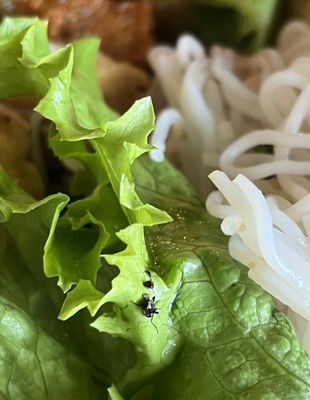 Yoonique Phở & Grill by null