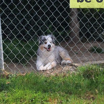Hazelmere Kennels - Enjoying the fresh air - Pet Sitting Near Me - Surrey, British Columbia