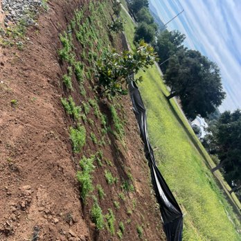 M & M Tree Service And Landscaping - Tree Services Near Me - Fallbrook, California M & M Tree Service And Landscaping - Tree Services Near Me - Fallbrook, California