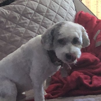 Silver Scissors Pet Grooming - Pet Groomers Near Me - Paradise, California Silver Scissors Pet Grooming - Pet Groomers Near Me - Paradise, California
