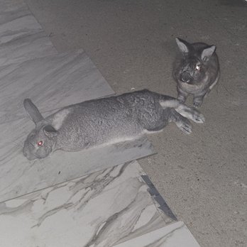 Fullerton Pet Clinic - Bangelina the larger Bunny and Trixy. - Veterinarians Near Me - Fullerton, California Fullerton Pet Clinic - Bangelina the larger Bunny and Trixy. - Veterinarians Near Me - Fullerton, California