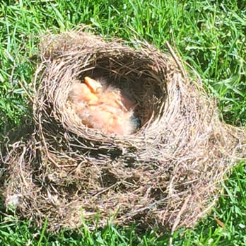 Always Nature's Way Wildlife - Robbins' nest removed from side of house. - Pest Control Near Me Always Nature's Way Wildlife - Robbins' nest removed from side of house. - Pest Control Near Me