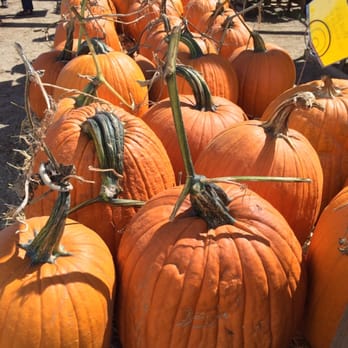 Live Oak Canyon Pumpkin Patch and Christmas Tree Farm - Christmas Trees Near Me - Redlands, California Live Oak Canyon Pumpkin Patch and Christmas Tree Farm - Christmas Trees Near Me - Redlands, California