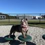 Photo of Cisco’s Dog Park at Bryant Commons