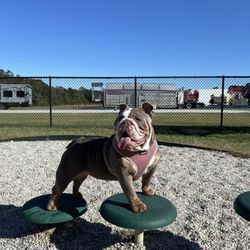 Cisco’s Dog Park at Bryant Commons