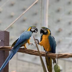 user provided California Academy of Sciences photo