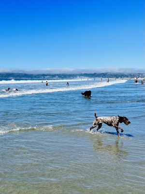 Coronado Dog Beach by null