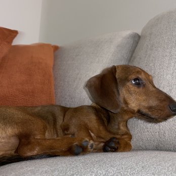 Nuforest Dachshund - This is Flash, my miniature smooth red sable dachshund - Pet Services Near Me Nuforest Dachshund - This is Flash, my miniature smooth red sable dachshund - Pet Services Near Me