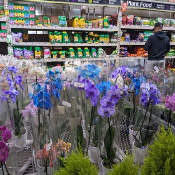 The Home Depot - Beautiful exotic orchid plants - Nurseries & Gardening Near Me - Alhambra, California The Home Depot - Beautiful exotic orchid plants - Nurseries & Gardening Near Me - Alhambra, California