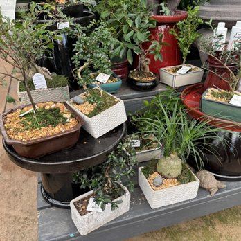 Pike Nurseries - Bonsai arrangements - Nurseries & Gardening Near Me - Atlanta, Georgia Pike Nurseries - Bonsai arrangements - Nurseries & Gardening Near Me - Atlanta, Georgia