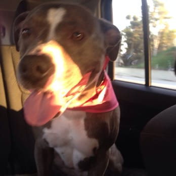 PetSmart - Pet Stores Near Me - Huntington Beach, California PetSmart - Pet Stores Near Me - Huntington Beach, California