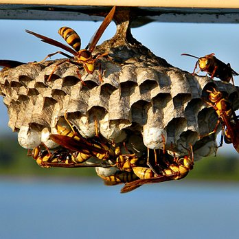911 Pest Patrol - Wasp and Hornet treatments in Galveston County - Pest Control Near Me - Texas City, Texas 911 Pest Patrol - Wasp and Hornet treatments in Galveston County - Pest Control Near Me - Texas City, Texas