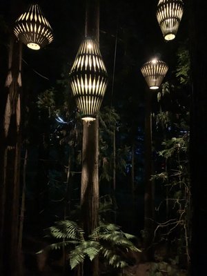 Redwoods – Whakarewarewa Forest by null