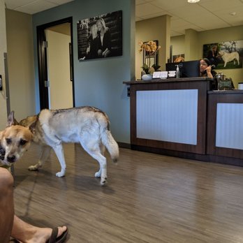 Walnut Creek Veterinary Hospital - Really clean, modern and quiet waiting area - Veterinarians Near Me - Walnut Creek, California Walnut Creek Veterinary Hospital - Really clean, modern and quiet waiting area - Veterinarians Near Me - Walnut Creek, California