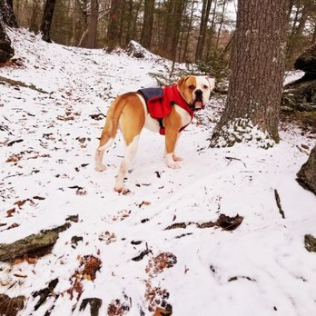 Off The Hook Dogs - Pet Training Near Me