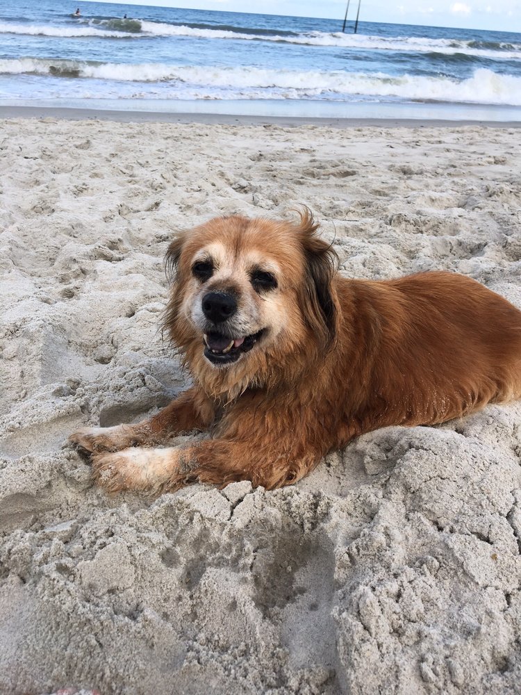 WESTSIDE VETERINARY CLINIC Updated September 2024 13 Reviews 2230