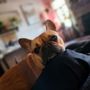 Photo of All American City Veterinary Hospital