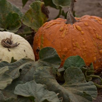 Mountain Valley Ranch - Pumpkin Patches Near Me - Ramona, California Mountain Valley Ranch - Pumpkin Patches Near Me - Ramona, California