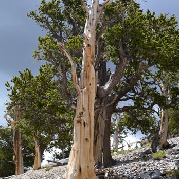 Raintree via North Loop - Hiking Near Me - Mt. Charleston, Nevada