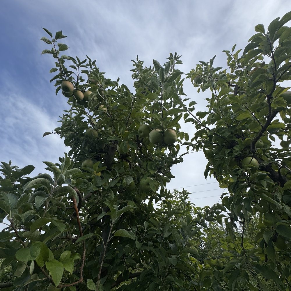 Carter Mountain Orchard - Pick Your Own Farms Near Me - Charlottesville, Virginia Carter Mountain Orchard - Pick Your Own Farms Near Me - Charlottesville, Virginia