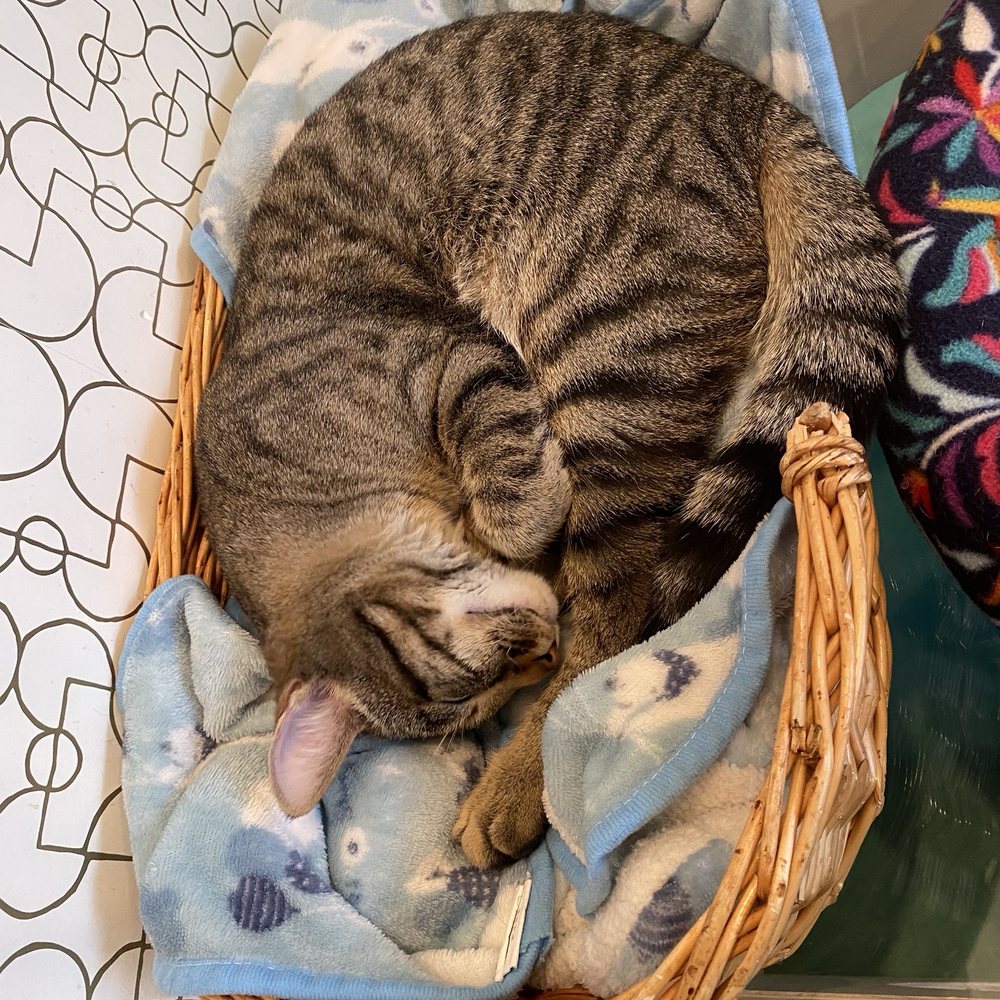 Regal Cat Cafe - Coffee & Tea Near Me - Calgary, Alberta Regal Cat Cafe - Coffee & Tea Near Me - Calgary, Alberta