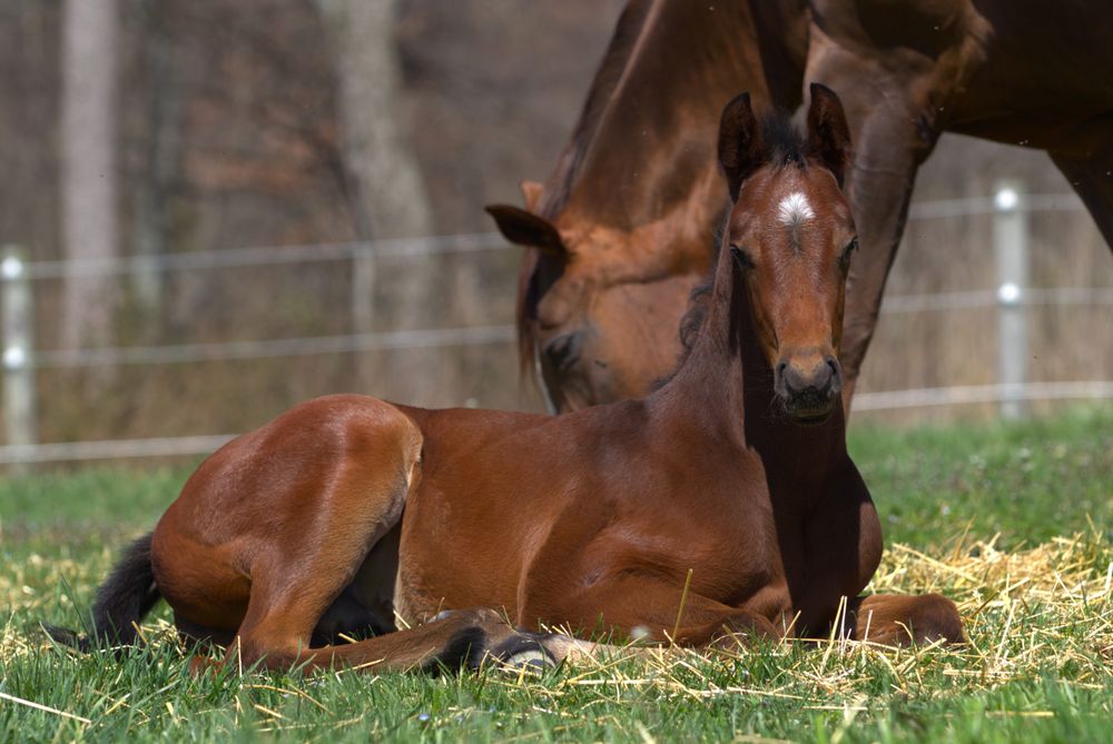 JOHNNA STABLES Updated September 2024 35 Photos 7330 Wertvzille