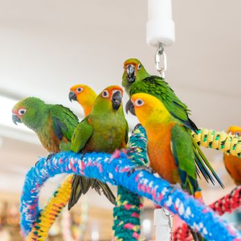Bird Hut - Pet Stores Near Me - Portland, Oregon Bird Hut - Pet Stores Near Me - Portland, Oregon