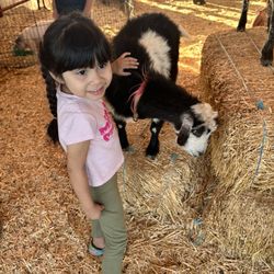 Pumpkin Patch - Petting area