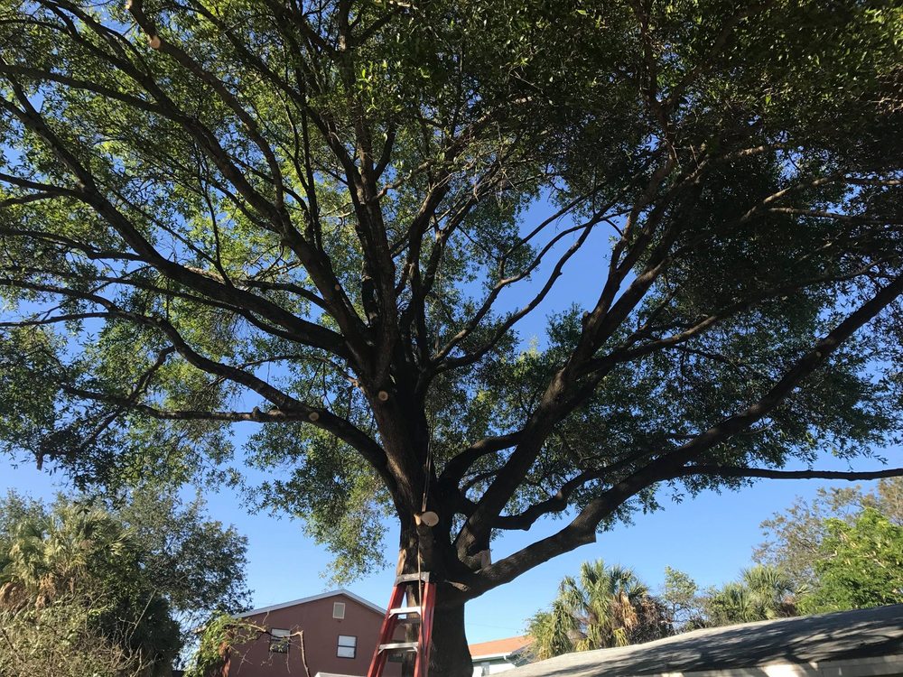 Clarke's Pro Tree Service - tree service in Tampa, FL
