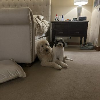 Oasis Bernedoodles - Our puppy Mac! - Pet Breeders Near Me