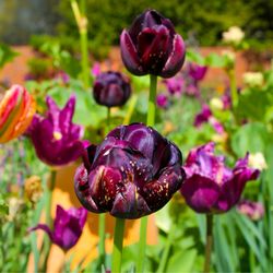 The Stevens-Coolidge House & Gardens