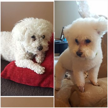 Pawgo - Pet Groomers Near Me - Phoenix, Arizona Pawgo - Pet Groomers Near Me - Phoenix, Arizona