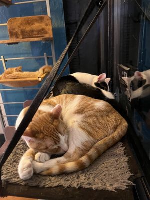 Mac Tabby Cat Cafe - Charlotte by null