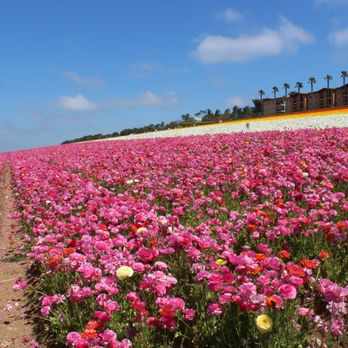 The Flower Fields - Venues & Event Spaces Near Me - Carlsbad, California