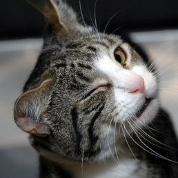 this is a very happy kitty