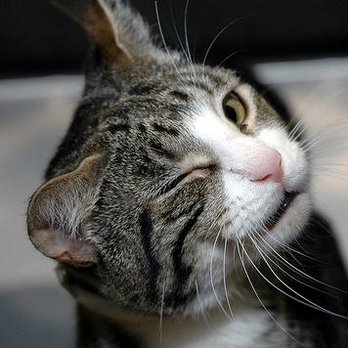 Gosling Road Veterinary Clinic - this is a very happy kitty - Veterinarians Near Me - Spring, Texas