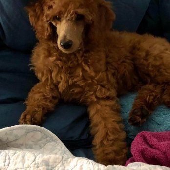 Ruby Red Standard Poodles - Pet Breeders Near Me Ruby Red Standard Poodles - Pet Breeders Near Me