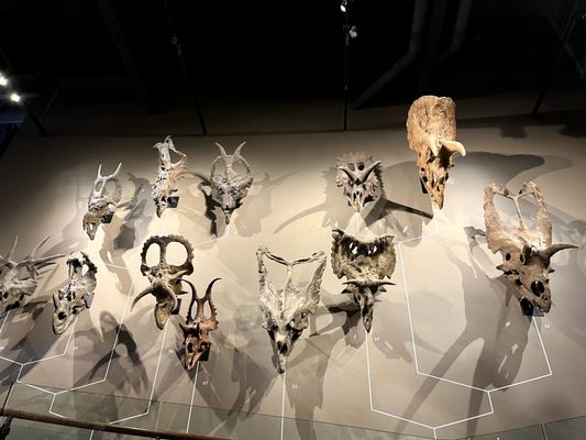 Natural History Museum of Utah by null