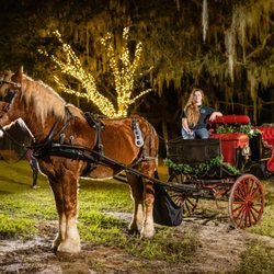 Moonlit Acre Carriages