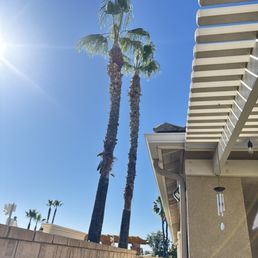 Palm trees trimmed. Palm trees trimmed.
