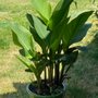 Lane Forest Products