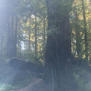 Jedediah Smith Redwoods State Park - Parks Near Me