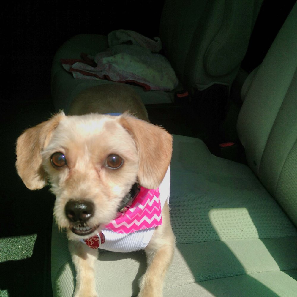 The Bark Shoppe - After....super cute.... - Pet Groomers Near Me - New York, New York