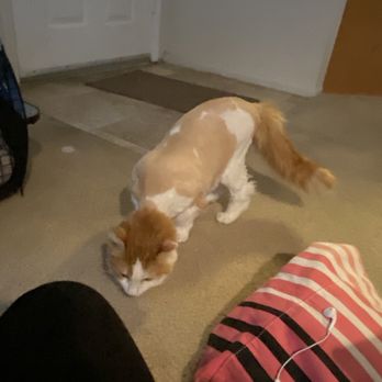 Pretty Pets - Pet Groomers Near Me - Albuquerque, New Mexico Pretty Pets - Pet Groomers Near Me - Albuquerque, New Mexico
