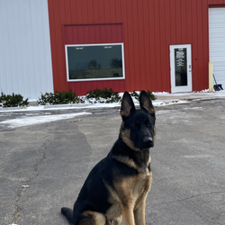 K9 Basics - K9 Basics LLC offering dog boarding, day camp and training