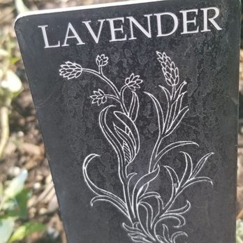 Brooklyn Botanic Garden - Lavender - Botanical Gardens Near Me - Brooklyn, New York