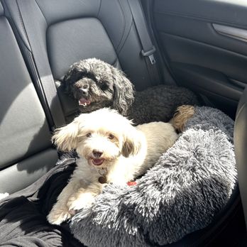 Wag-N-Tails - Oliver and Athena  July 2024 - Pet Groomers Near Me - Las Vegas, Nevada