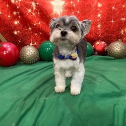 Roxie Daizy Pet Salon
